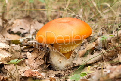 Young Caesar's Mushroom