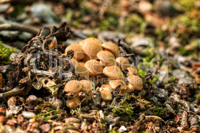 Ringless Honey Fungus (Armillaria tabescens)