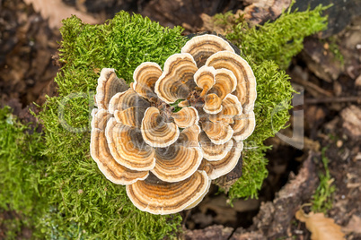 Turkey tail mushrooms