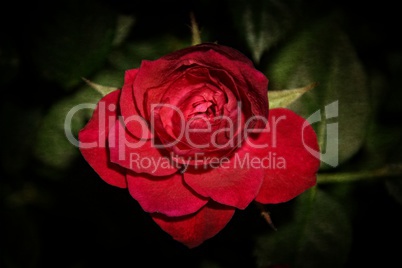 Rote Rose