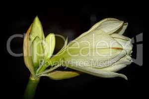 Weiße Amaryllis - Blüte