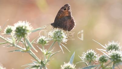 butterfly feeding nature scene