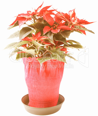 Retro looking Poinsettia