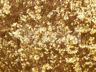 Retro looking Forsythia flowers