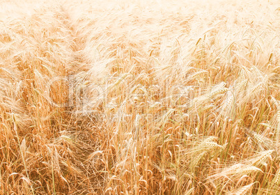 Retro looking Barleycorn field