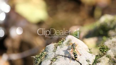 two wasp standing on rock near water