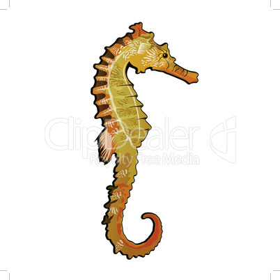 Sea horse vector illustration on a white background