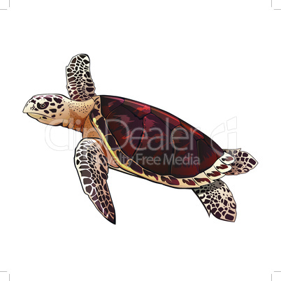 Sea turtle vector illustration on a white background