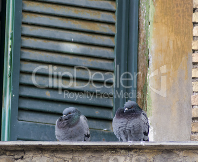 two pigeons