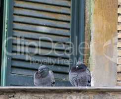 two pigeons