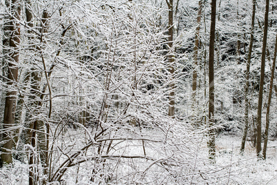 Snowy winter landscape