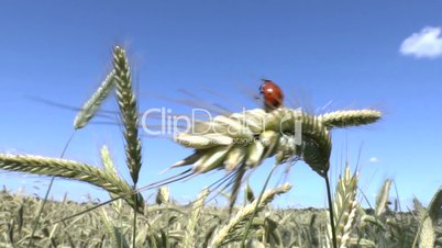 Ladybird and wheat
