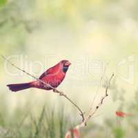 Male Northern Cardinal