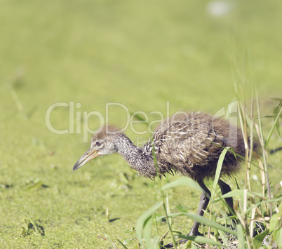 Limpkin Baby Bird