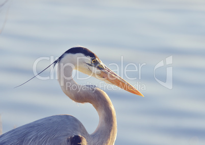 Great Blue Heron