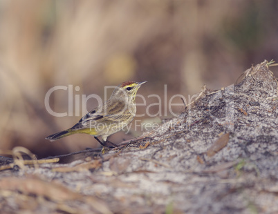 Palm Warbler Bird