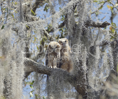 Two Young Owlets