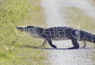 Florida Alligator Walking