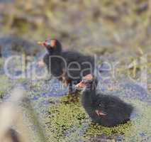 Common Moorhen Chicks