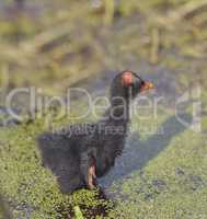 Common Moorhen Chick