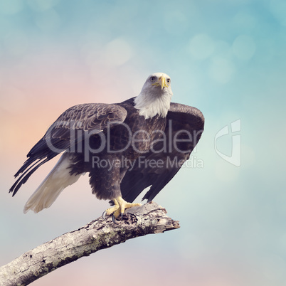Bald Eagle (Haliaeetus leucocephalus)