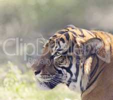 Portrait of Tiger