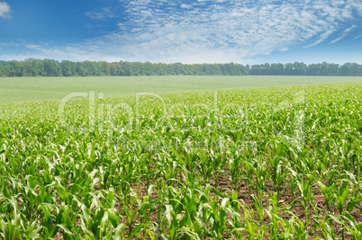 green corn field and blue sky