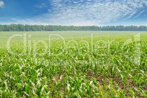 green corn field and blue sky