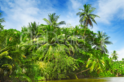 Tropical palm forest on the river bank