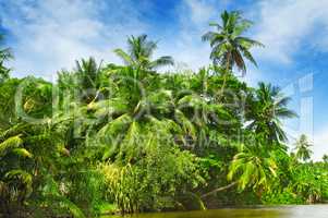 Tropical palm forest on the river bank