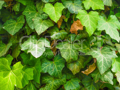 Ivy leaves