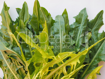 Catalonian chicory salad