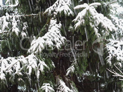 Winter scene with snow