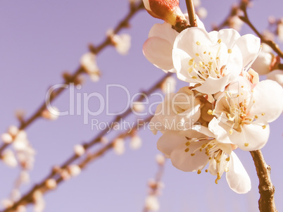 Retro looking Fruit tree flowers