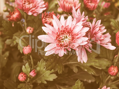 Retro looking Chrysanthemum picture