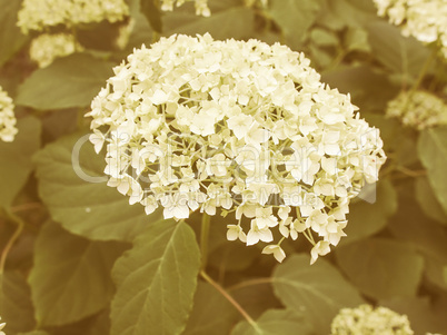 Retro looking Hortensia flower