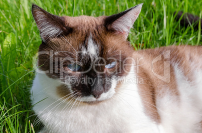 Cat Siamese outdoors