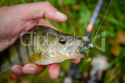Fish perch on the hook