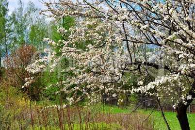 Blooming plum tree in spring garden on a sunny day