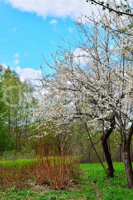 Flowering trees in autumn garden on a sunny day