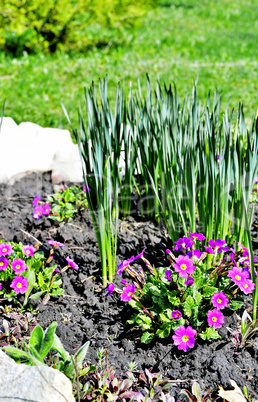 Blooming purple primrose in a flowerbed in spring