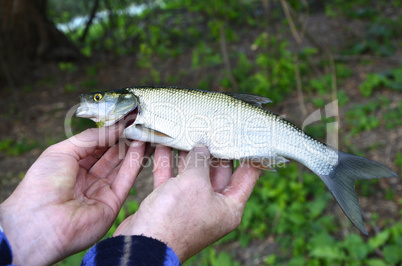 Asp (Aspius aspius) Fish in hand fisherman closeup