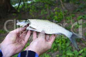 Asp (Aspius aspius) Fish in hand fisherman closeup