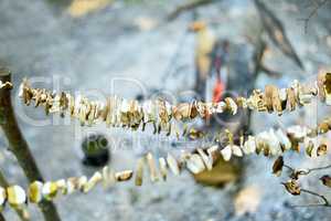 Sliced mushrooms are dried in the open air in the campaign