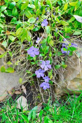 First spring flowers blooming on the flowerbed