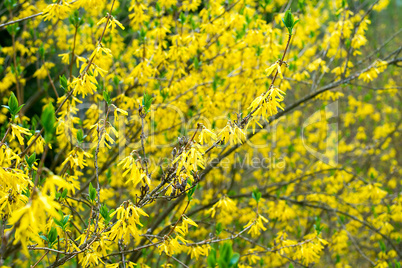 Bush blooming in the garden forsythia