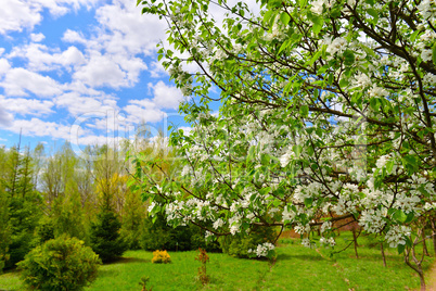 Flowering trees in autumn garden on a sunny day