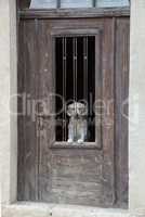 Hund in einer Tür