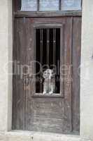 Hund in einer Tür