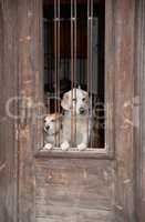 Hunde in einer Tür